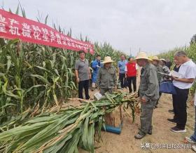 宝丰县举办青贮玉米测产观摩会