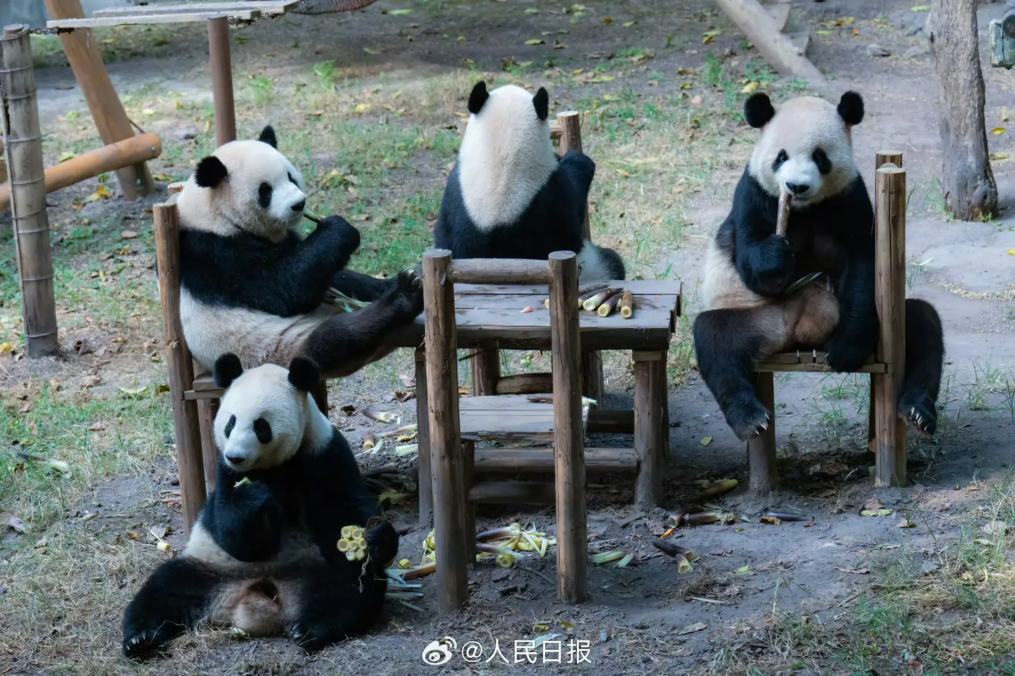 可可爱爱！大熊猫围坐吃中秋大餐