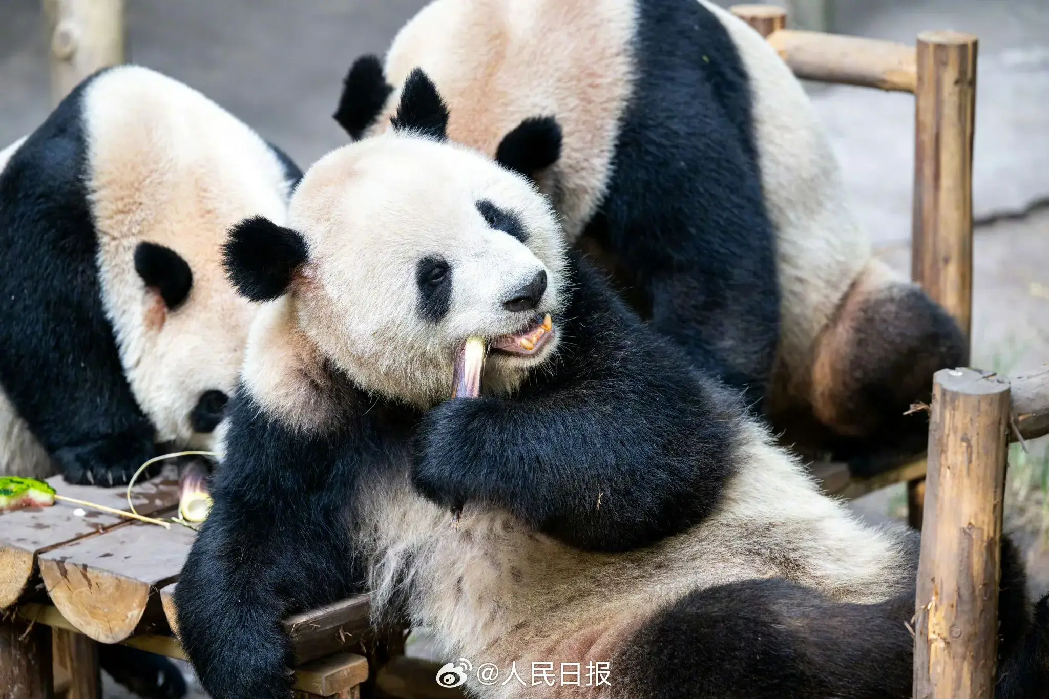 可可爱爱！大熊猫围坐吃中秋大餐